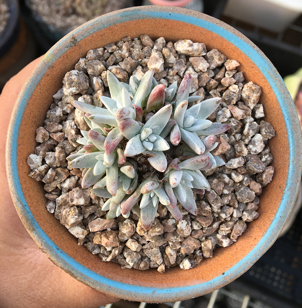 多肉拇指仙女杯适合用什么样的土,秋天多肉仙女杯怕淋雨吗