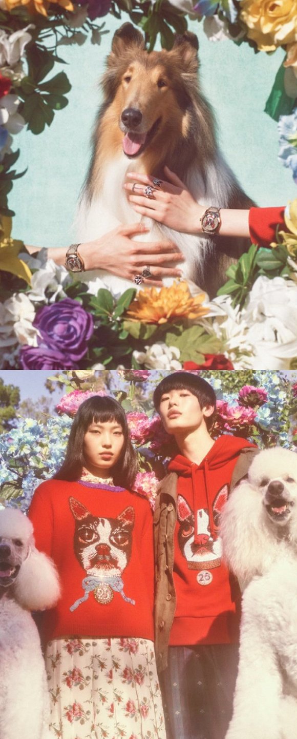 gucci造型,gucci狗年款