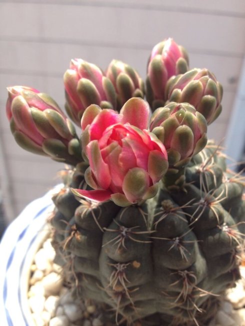 划划手机养养眼，让多肉美拍缓解你的疲劳，静下来明天再出发！