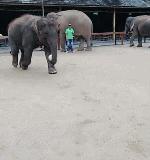 大象和小猴子在踢足球,大象和主人互动的视频