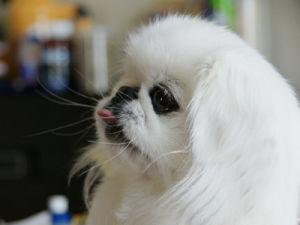 各种犬类名字大全,犬类图片大全