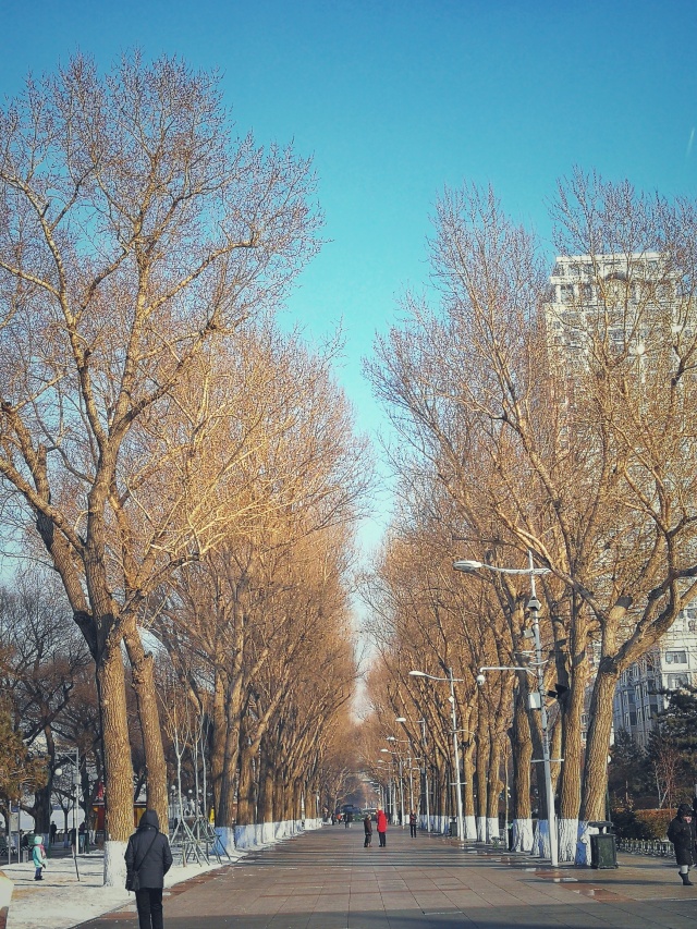 「新年目的地推荐一」金鸡之巅，边境梦雪，一路向北