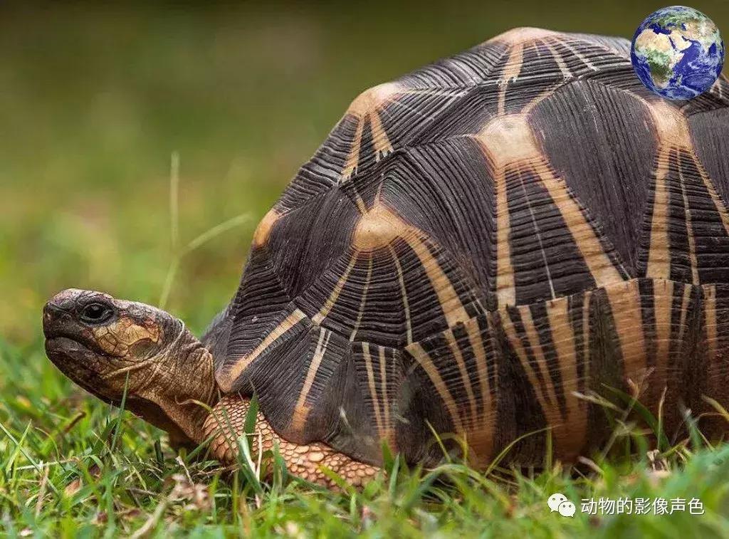 辐射陆龟的图片,辐射陆龟品相