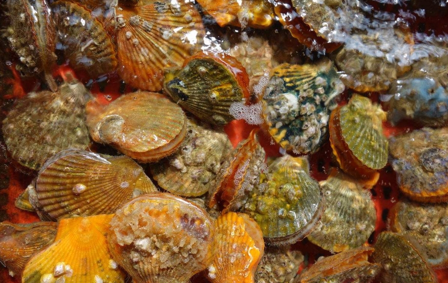 距离过年仅剩15天，营养学家支招买年货：春运如何把海鲜带回家