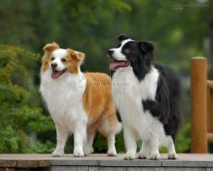 智商排名第一的狗狗、边境牧羊犬