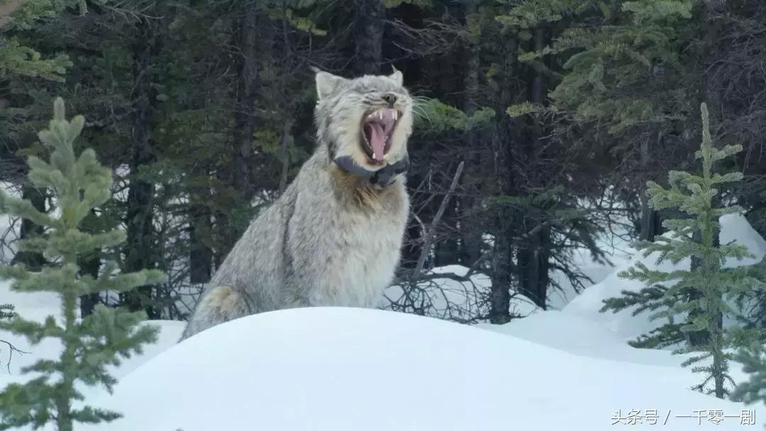 我打赌，这部「三级片」让你从此走上喵生巅峰！
