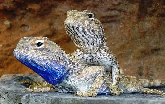 蓝色鬃狮蜥蜴稀有吗,鬃狮蜥黄系对比