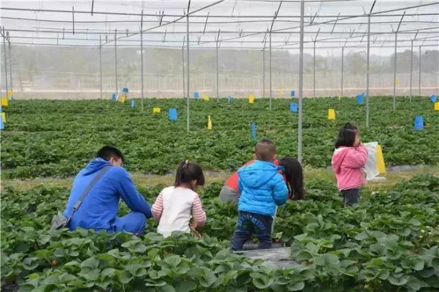 五彩田园富玉农场10月份采摘,玉林五彩田园富玉农场