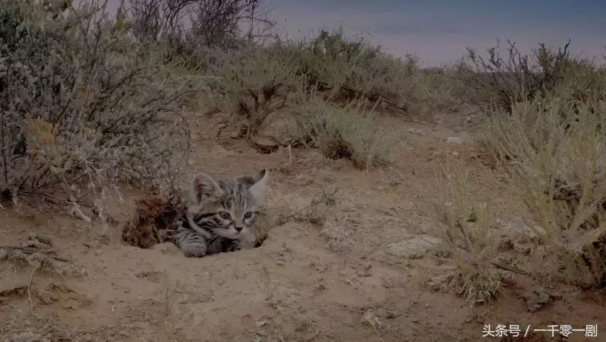 我打赌，这部「三级片」让你从此走上喵生巅峰！
