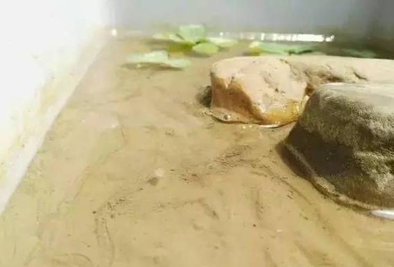 泥水养龟乌龟总是钻泥,龟友交流学习的一天