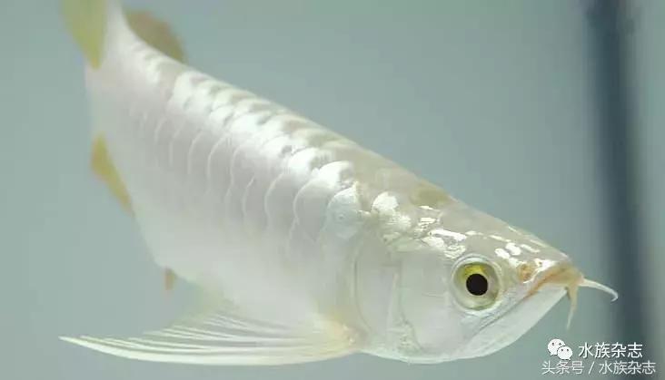 龙鱼入门百科图片,新手养龙鱼入门红龙