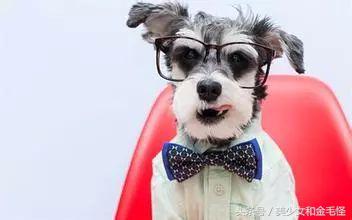 养狗人请注意,养狗人要经过学习持证养狗