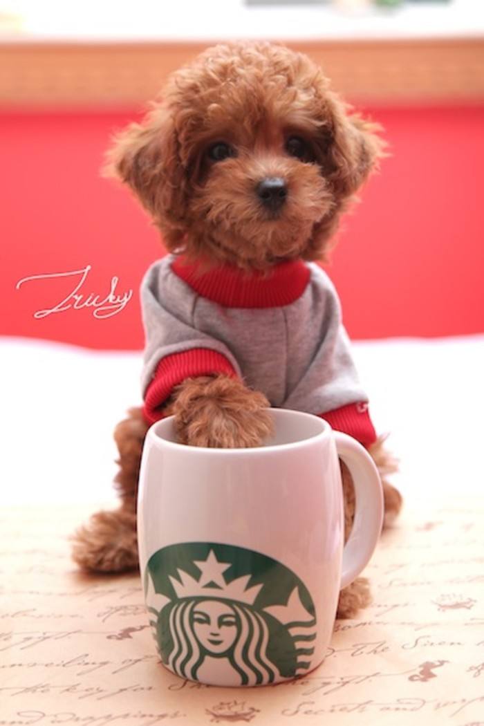 2024年1月15日生肖狗运势,2024年1月15日生肖属狗人的运势