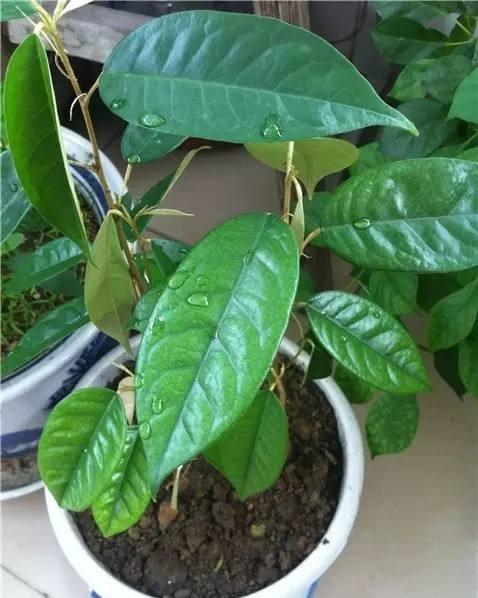 榴莲种花盆里,榴莲籽种成小盆栽只需五步