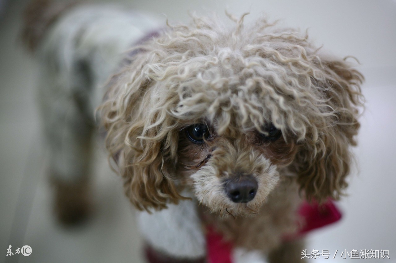 狗狗中毒吃什么解毒,每日科普动物冷知识