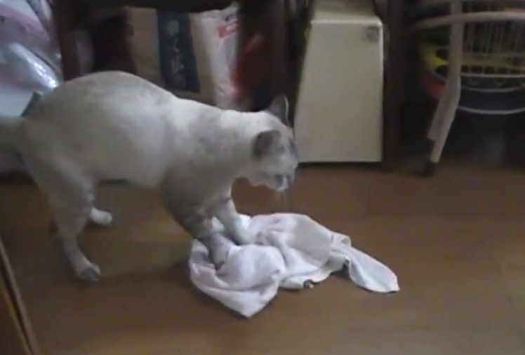 这位猫奴真是令人羡慕嫉妒恨，因为他家猫咪会用抺布地擦地板