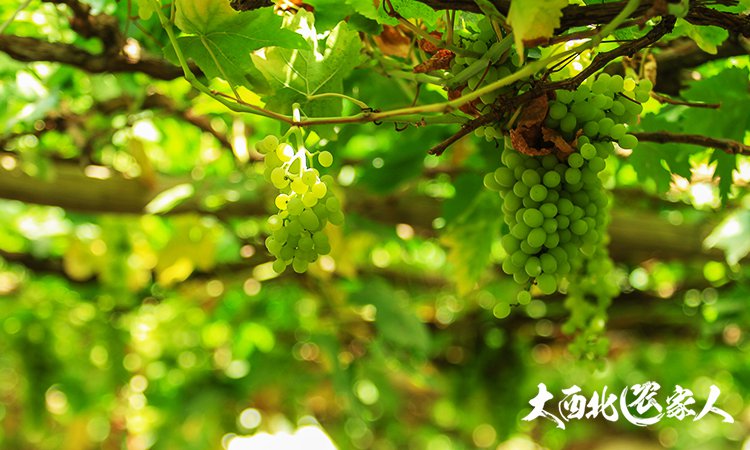 葡萄园管理方法视频,葡萄园套袋手法