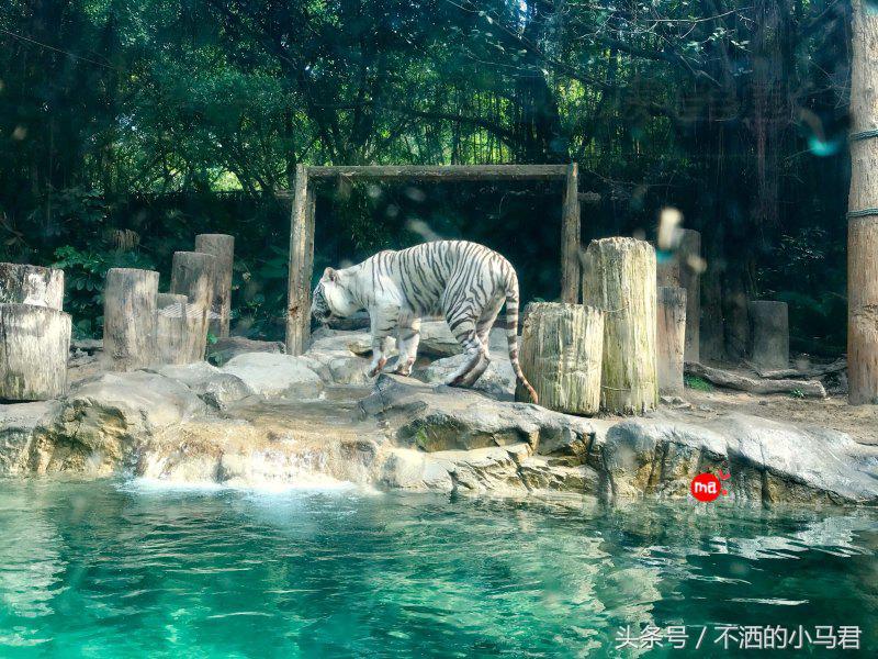 长隆野生动物园3天2晚亲子游,广州长隆野生动物园亲子游攻略