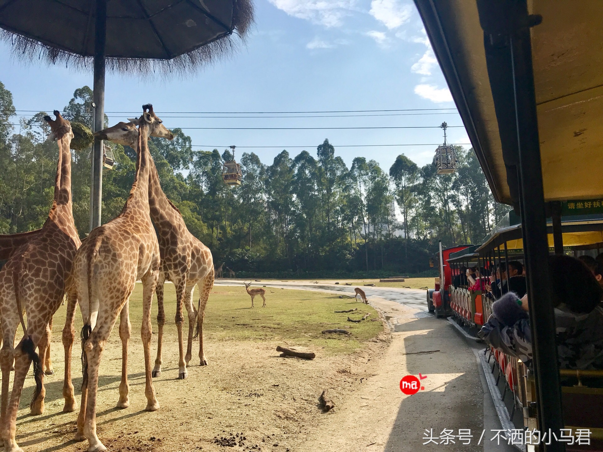 长隆野生动物园3天2晚亲子游,广州长隆野生动物园亲子游攻略