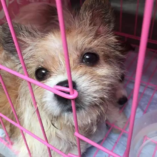 2021年上海领养狗狗,上海领养小动物的地方