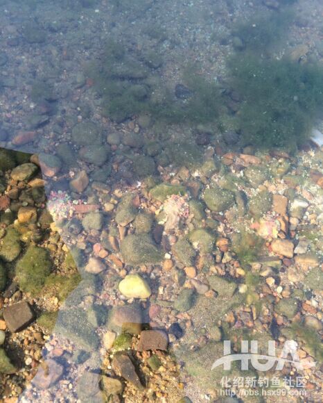 化氏速散颗粒适合用什么饵料钓,化氏不空军饵料和蓝鲫哪个好用