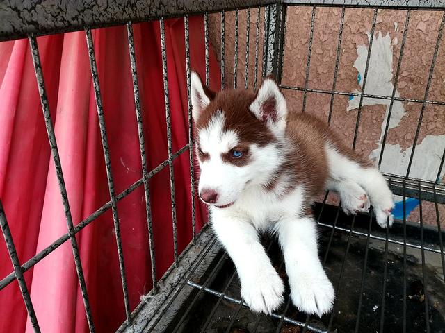 荣耀畅玩5c与荣耀5c是否一样,真芯评测