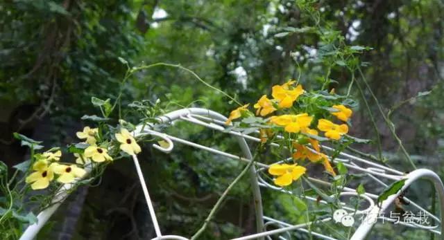 爬墙的花哪个爬得最快,爬墙很厉害的花卉
