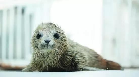 用我巨萌的强力剂，治愈你的宝宝萌化症