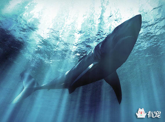 中国传统名贵食材鱼翅,鱼翅到底是啥东西