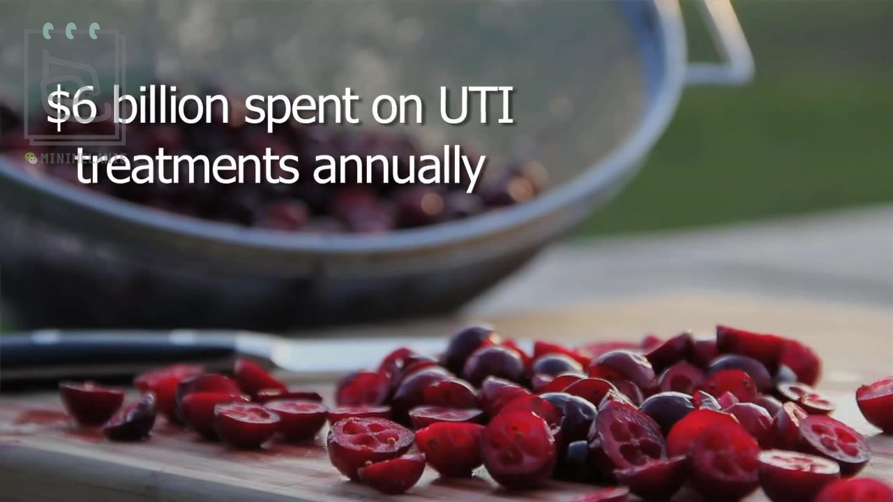 北美的红宝石蔓越莓,蔓越莓北美红宝石