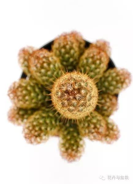 金手指怎么种,金手指怎么才能开花视频