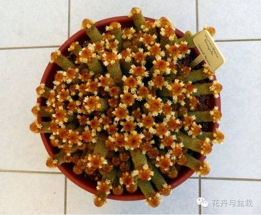 金手指怎么种,金手指怎么才能开花视频