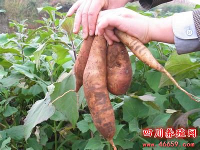 雪莲果种植条件技术视频,雪莲果种植技术视频教程