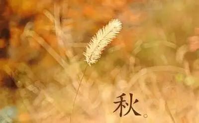 紫溪半岛,紫溪半岛花海