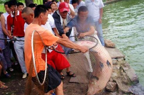 水库冬天钓青鱼用什么饵料,水库钓青鱼最好的方法