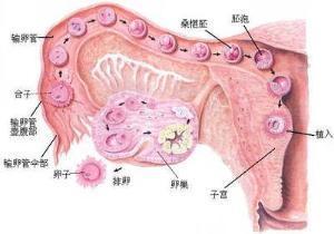 总也怀不上二胎怎么办,总也怀不上孩子