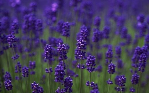 薰衣草什么时候开花什么时候败,山西交城庞泉沟薰衣草几月开花