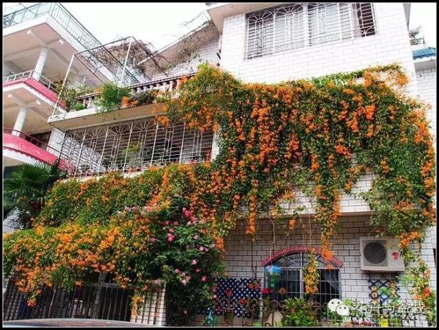 爬墙的花哪个爬得最快,爬墙很厉害的花卉