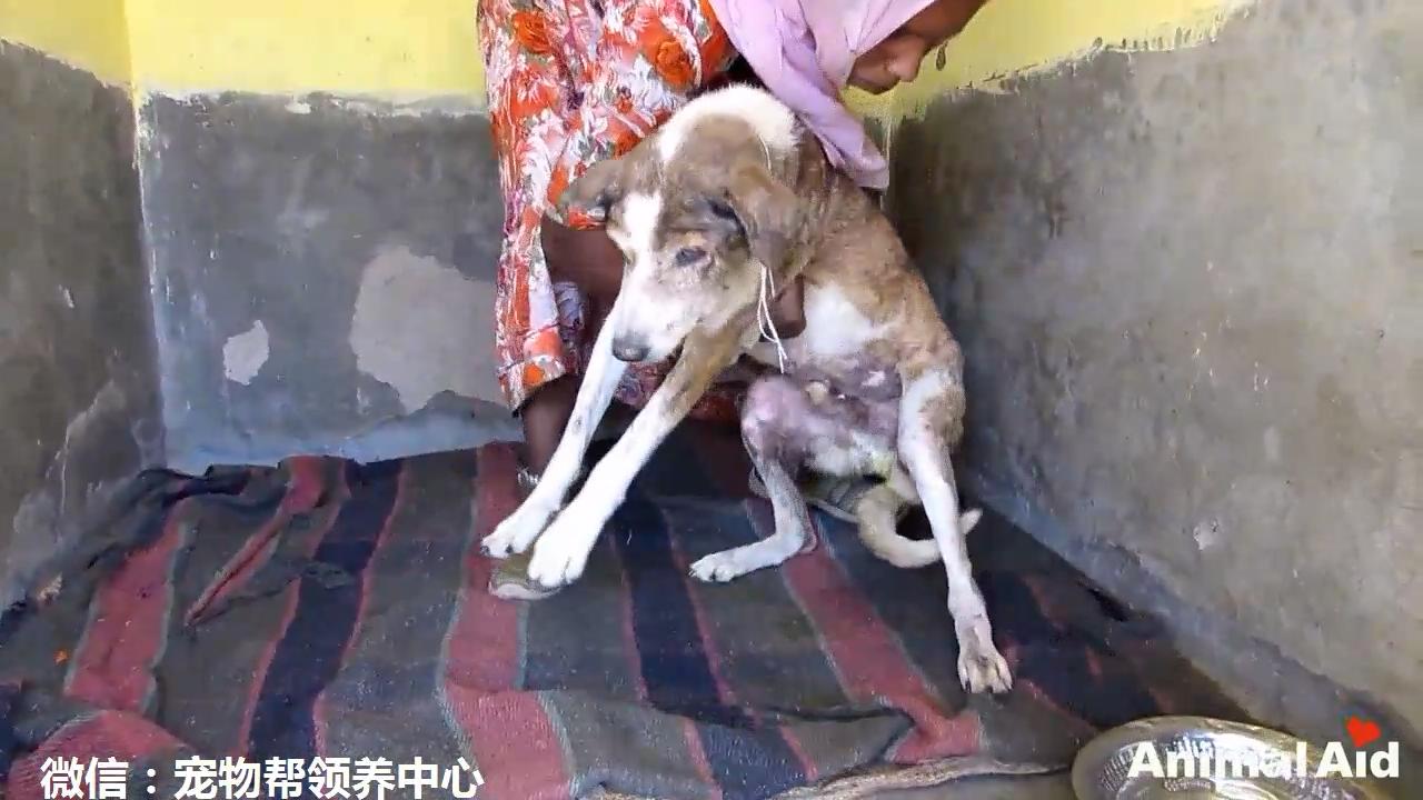 这只流浪狗屁股溃烂长蛆,快要自我放弃时这些人的到来让它重生