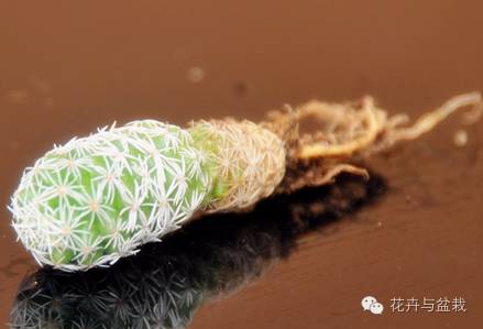 金手指怎么种,金手指怎么才能开花视频