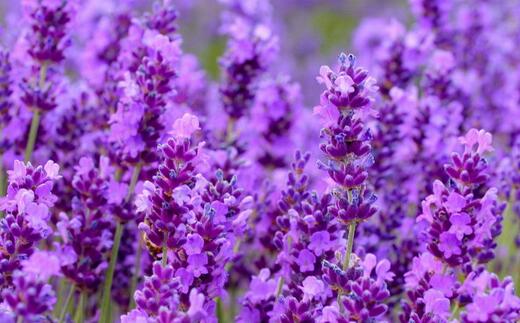 薰衣草什么时候开花最好看,衣草适合在什么季节开花
