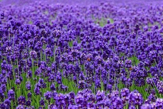 薰衣草什么时候开花最好,羊亭湿地公园春天薰衣草开花吗