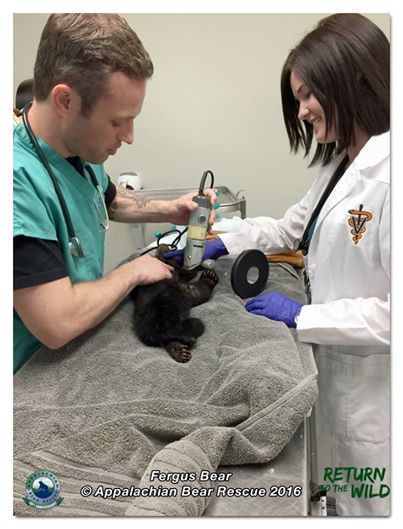 食物匮乏母豹抛弃幼崽,食物短缺被饿死的幼崽