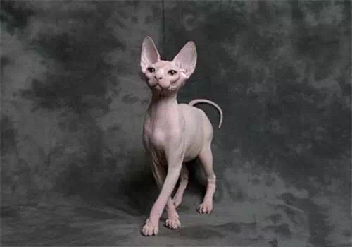 脱毛方法哪种最佳,脱毛方法哪种最好