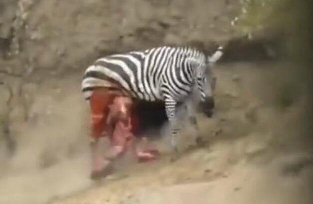 鳄鱼咬破蟒蛇的肚子,斑马被鳄鱼狠咬肚子后逃脱