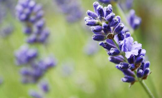 薰衣草什么时候开花最好,羊亭湿地公园春天薰衣草开花吗