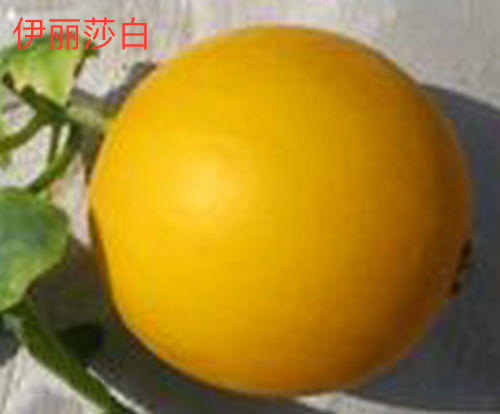 甜瓜品种类型介绍,甜瓜品种分布