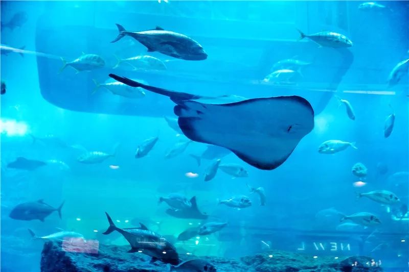 攻略｜女人犒赏自己莫过于Dobuy·迪拜