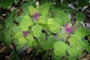 新疆南疆野生动物图片,南疆常见绿化植物