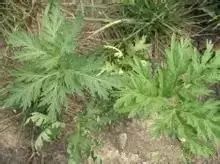 新疆南疆野生动物图片,南疆常见绿化植物